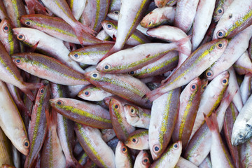fresh fish raw material for food industrial
