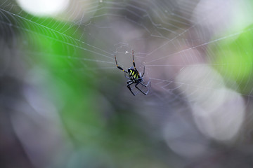 tropical spider on cobweb with beautiful bokeh