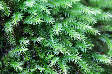 close up of sphagnum moss in rain forest background.