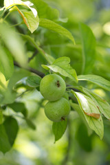 apples on the branches of a tree