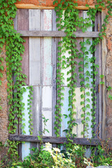 Fototapeta premium vine plant climbing on grunge wooden panel