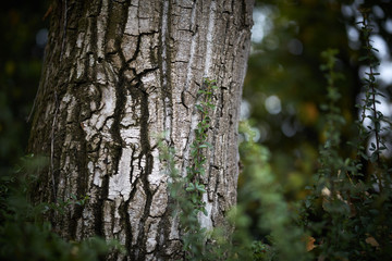 Obraz premium wood bark