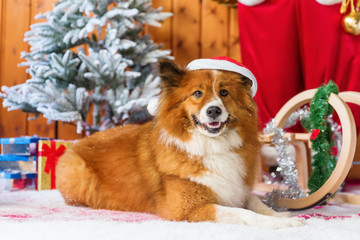 cute elo dog in front of christmas decoration