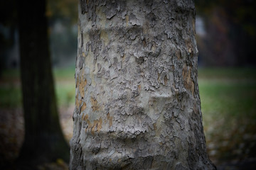 wood bark