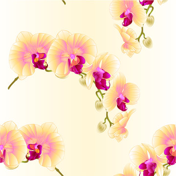 Seamless texture  beautiful  Phalaenopsis Orchid Yellow stem with flowers and  buds   vintage  vector closeup editable illustration hand draw