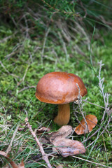 Chestnut boletus in autumn forest