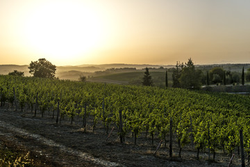 Naklejka premium Vineyards at sunset on the hills of Siena in Tuscany