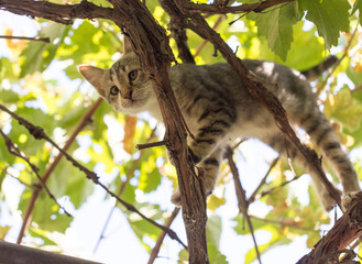 kitten on the nature