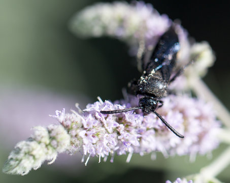 black beetle in nature. macro