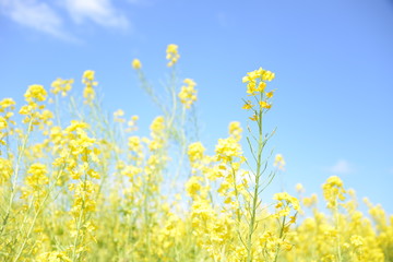 Fototapeta premium 菜の花