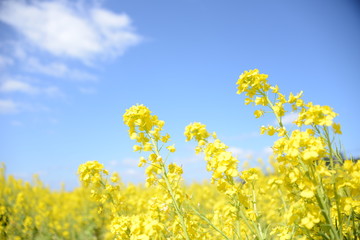 菜の花