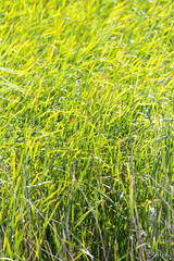 bulrush in nature as a background