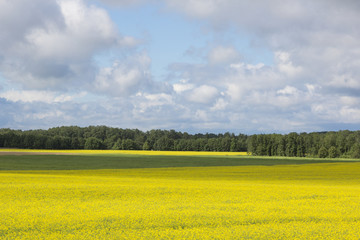 Rape field and blue sky with clouds on a sunny day on Saaremaa Island in Estonia