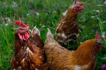 H&uuml;hner Gras Alm