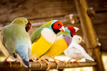 bird