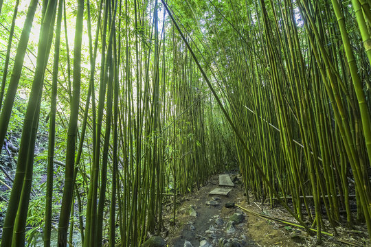 Bamboo Forest Maui Photos Royalty Free Images Graphics Vectors Videos Adobe Stock