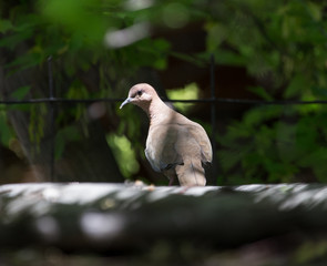 pigeon on nature