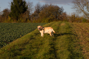 Fototapeta premium Labrador Pepe