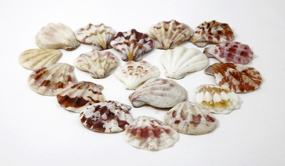 sea cockleshells photo