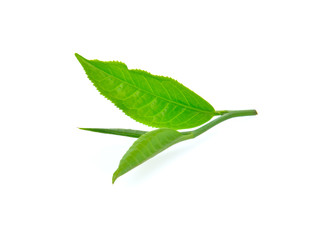 green tea leaves on white background