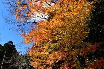 奥琵琶湖の紅葉