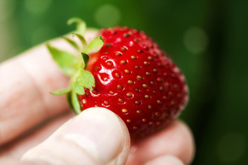 Ripe juicy strawberries in hand