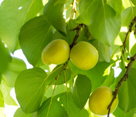 ripe apricots on a tree branch