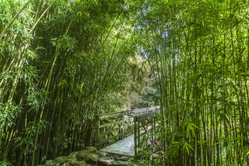 Beautiful path through lush bamboo forest, Maui, Hawaii