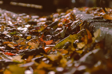 close up leaf