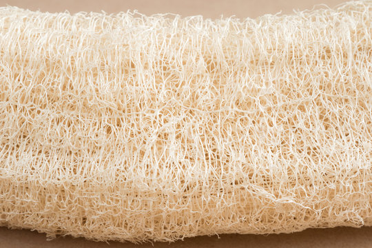 Scientific name is Luffa cylindrica (L.) M.J.Roem. Close up view of dry thread and pattern of old Sponge gourd. 