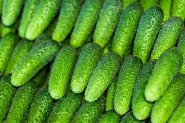 Many fresh green bio cucumbers at a local market or farmers shop. Vegetable cucmber background