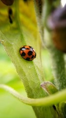 ladybugs at the tree