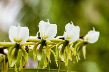 White orchid from Madagascar