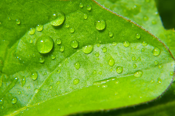 Water Drop On Green Leaf , Close Up