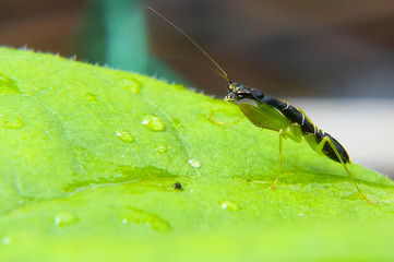 Black Baby Mantis On Green Leaf With Water Drop