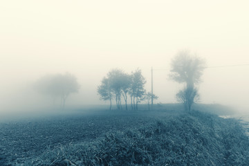 Fototapeta na wymiar Natural landscape in autumn, trees and fields in the fog
