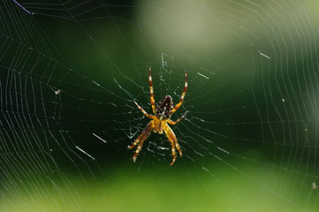  Araneus diadematus