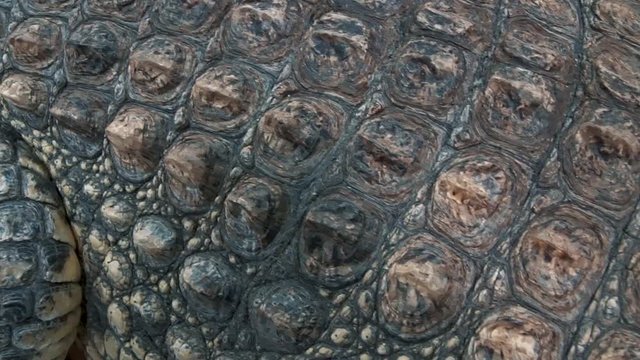crocodile skin close-up