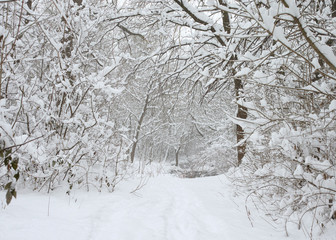 Winter in the city park