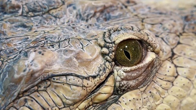 crocodile eye close-up