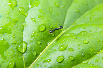 Black Baby Mantis On Green Leaf With Water Drop