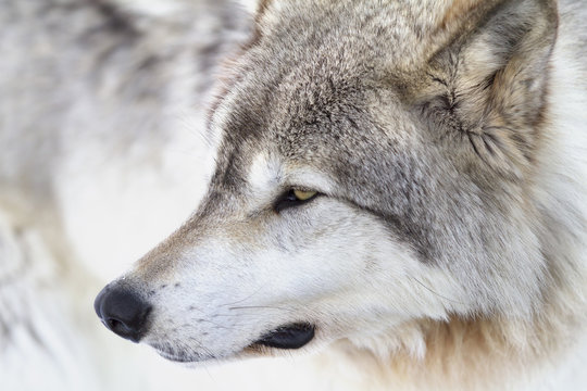 Timber wolf portrait
