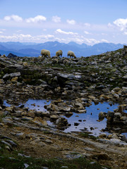 Three sheep are looking for food in a mountainous rocky terrain.