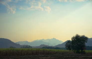 Sugarcane with mountain range in background, Northeast Thailand