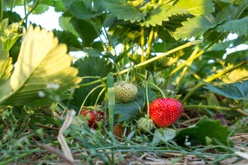 Ein Mix aus roten, reifen und gr&uuml;nen, unreifen Erdbeeren am Strauch
