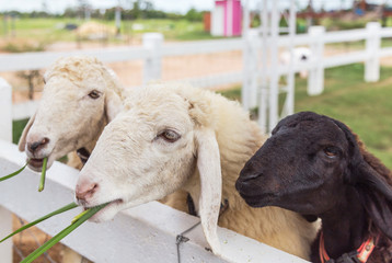 Cattle young brown sheep eating grass in farm