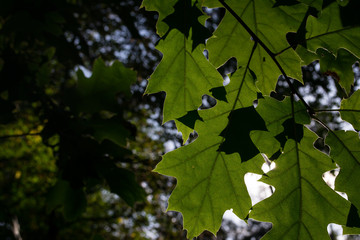 light in the leaves