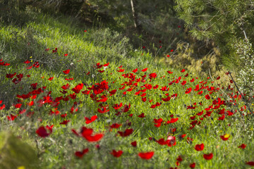 Blossoming of anemones in the forest