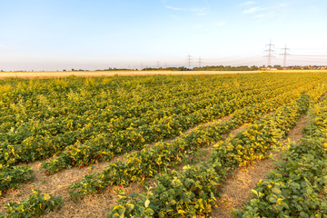 Erdbeerfeld am Tag bei strahlender Sonne und blauem Himmel