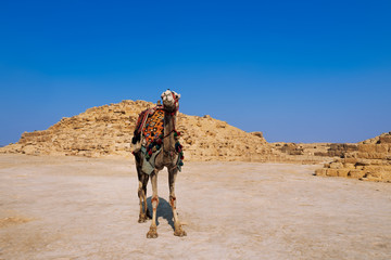 Egypt camel wearing colorful saddle